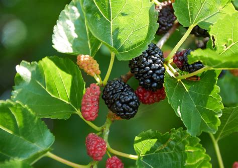 mulberry tree suppliers